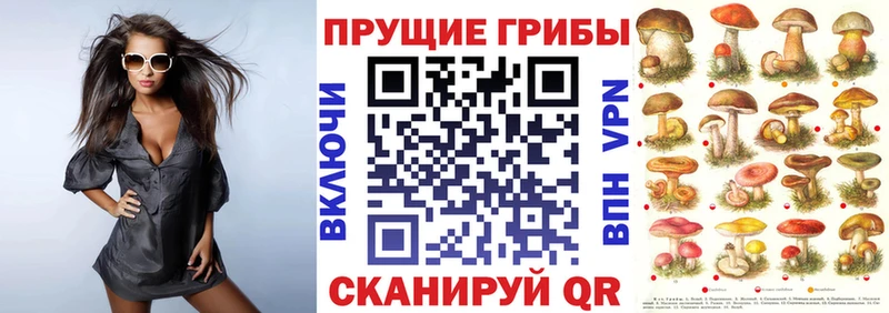 ссылка на мегу вход Улан-Удэ Галлюциногенные грибы Cubensis